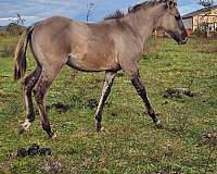 quarter-horse-for-sale