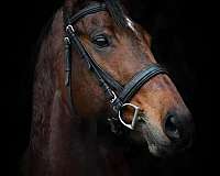 amateur-thoroughbred-horse