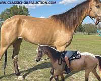 amber-tennessee-walking-horse