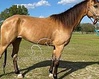 amber-eyes-tennessee-walking-horse