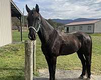 nitro-gelding