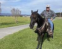 nitro-tennessee-walking-horse