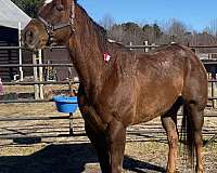 quarter-horse-gelding