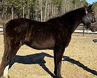 affordable-tennessee-walking-horse