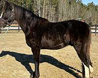 back-tennessee-walking-horse