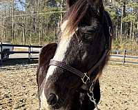 bay-tennessee-walking-horse