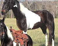 flat-foot-walk-tennessee-walking-horse