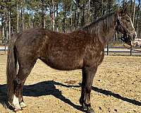 canter-morgan-horse