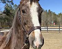 good-manners-morgan-horse