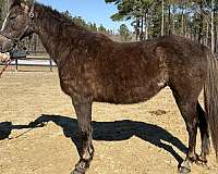 great-handle-morgan-horse