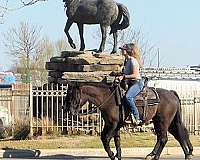 grulla-grullodunbrown-horse