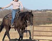 ranch-versatility-quarter-horse