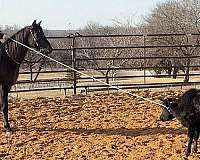 ranch-work-quarter-horse