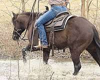 trail-riding-quarter-horse