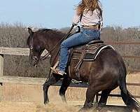 working-cattle-quarter-horse