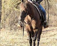 grulla-ranch-work-horse