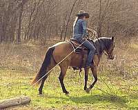 ranch-versatility-quarter-horse