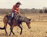 ranch-work-quarter-horse