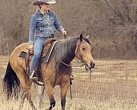 reined-cow-quarter-horse