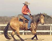 buckskin-pleasure-driving-horse