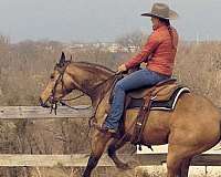 buckskin-quarter-horse-mare