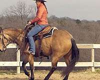 buckskin-ranch-versatility-horse