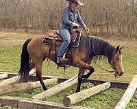 reining-quarter-horse