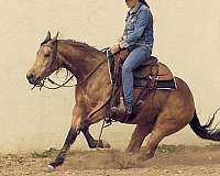 trail-riding-quarter-horse