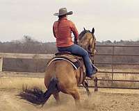 working-cattle-quarter-horse