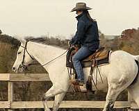 dressage-quarter-horse