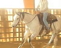 ranch-quarter-horse