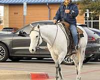 ranch-versatility-quarter-horse