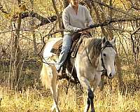 ranch-work-quarter-horse