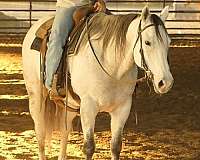 roping-quarter-horse