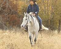 trail-riding-quarter-horse