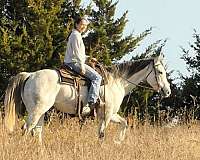 grey-quarter-horse-mare