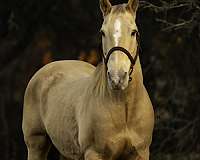 all-around-quarter-horse