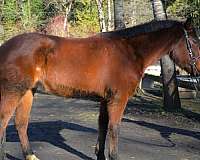 bay-welsh-pony-gelding