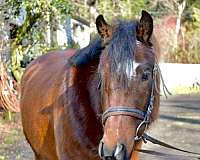 bay-gelding-for-sale