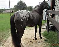 white-blanket-horse