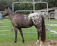 black-white-blanket-horse