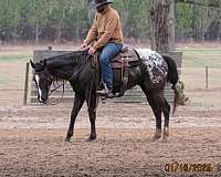 all-around-appaloosa-horse