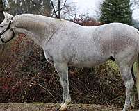 beginner-quarter-horse