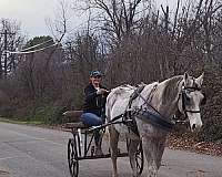 ranch-versatility-quarter-horse