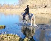 ridden-western-quarter-horse