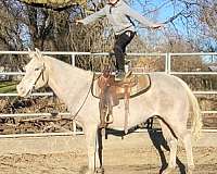 trail-riding-quarter-horse