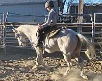 grey-quarter-horse-gelding