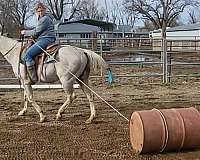 grey-beginner-horse