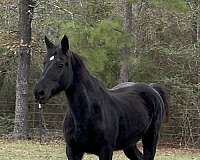 draft-percheron-horse