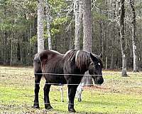 driving-percheron-horse